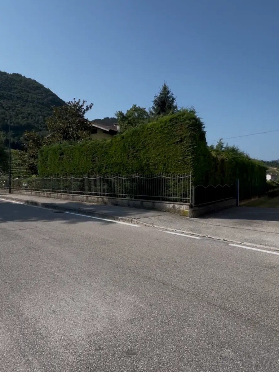 Siepe alta cresciuta troppo da riportare a misura